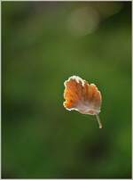 Dieses Blatt scheint zu fallen, und fällt doch nicht, da es doch gehalten wird.