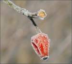 Hagebutte  on the rocks .