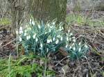 Schneegl�ckchen Leiden, Niederlande 17-02-201.