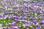 Fr�hlings-Krokusse in Leiden, Niederlande 12-03-2011.