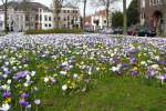 Fr�hlings-Krokusse Burggravenlaan, Leiden, Niederlande 12-03-2011.