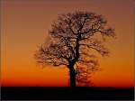 Ein Baum im Sonnenuntergang am 26.12.08.