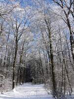 Winter Impressionen an der Straße Schummanseck nach Pommerloch, Raureif glänzt an den Hecken und Sträucher beim Blick in einen Waldweg, bei herrlichem Wanderwetter, Sonnenschein und blauem Himmel. 20.01.2024