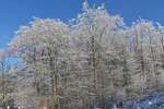 Winter Impressionen am Schummanseck, Raureif glänzt an den Bäumen entlang der Straße bei herrlichem Wanderwetter, Sonnenschein und blauem Himmel. 20.01.2024