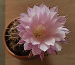 Cactusbl�te von Oben. (Handyfoto Jeanny) 14.08.2025