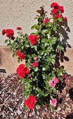 Bl�hende Rosen in unserem Vorgarten. (Handyfoto Jeanny) 25.08.2025