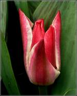 An bedeckten Tagen sind die Tulpen besonders fotogen.