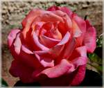 blueten/143892/trotz-der-trockenheit-beginnen-die-rosen Trotz der Trockenheit, beginnen die Rosen zu blühen. 01.06.2011 (Jeanny)