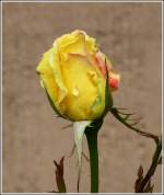 blueten/202699/unsere-rosen-weinen-noch-12052012-jeanny Unsere Rosen weinen noch. 12.05.2012 (Jeanny)
