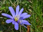 blueten/260081/-fruehling-2013---balkan-windroeschen-anemone . Frühling 2013 - Balkan-Windröschen (Anemone blanda) in unserem Garten. 15.04.2013 (Jeanny)