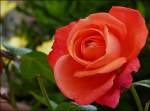 blueten/286863/-zum-zweiten-mal-in-diesem . Zum zweiten Mal in diesem Jahr beginnen die Rosen zu blühen. 13.08.2012 (Jeanny)