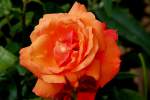 blueten/358520/-immer-wieder-erfreuen-uns-die . Immer wieder erfreuen uns die Rosen mit neuen Blüten. 08.08.2014 (Jeanny)