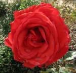 Rote Rose in Italien.