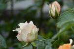 blueten/613046/-die-weissen-rosen-beginnen-zu . Die weißen Rosen beginnen zu blühen. 01.06.2018 (Jeanny)