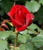 Eine Rose nach dem Regen.
(31.05.2010)