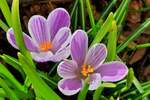 Krokusblüten als Frühlingsboten in unserem Blumenbeet.(Handyfoto Jeanny) 02.03.2023