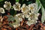 Farbenpracht in unserem Garten. Blüten der Weißdornhecke an der Gartenbegrenzung. 27.05.2023 (Smartphone Jeanny)