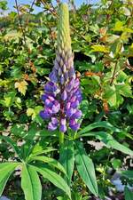 blueten/813852/farbenpracht-in-unserem-garten-die-lupine Farbenpracht in unserem Garten. Die Lupine öffnet langsam ihre Blüten. 27.05.2023 (Smartphone Jeanny)