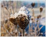 Auf dem Westerwald hat auch der Winter Einzug gehalten. 
Nisterau am 26.11.2013. 
Eiskristalle auf verdörten Blüten.