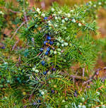   Gemeiner Wacholder (Juniperus communis): Blätter und beerenförmige Zapfen, besser bekannt als Wacholderbeeren (Baccae juniperi, auch Kranewittbeeren) in verschiedenen Reifestadien.