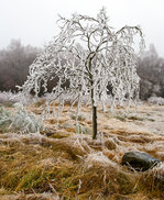   Mehr Eis als Baum, am 22.12.2016 bei Friedewald.