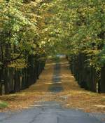 Weg in den Herbst  (Oktober 2008)