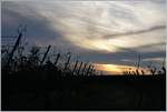 Spätherbstliche Abendstimmung in den Rebbergen bei Lutry.