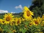 Sonnenblumen bingen farbige Abwechslung in den grauen Alltag.