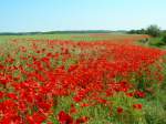 Ein Mohnblumenmeer auf R�gen.