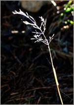 Im Rampenlicht  (20.11.2012)