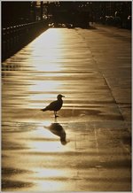 Licht und Schatten  (25.04.2016)