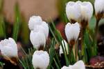Winter/687990/liichtmssdag---am-02022010-oeffneten-die Liichtmëssdag - Am 02.02.2010 öffneten die ersten Krokusse ihre Kelche in unserem klitschnassen Blumenbeet. (Jeanny)