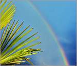 Palmenblätter unter einem Regenbogen
(30.05.2011)
