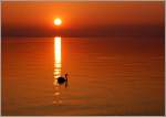 Ein Schwan im Sonnenuntergang.
(14.03.2012)