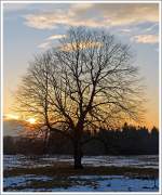 Verschiedenes/321340/feierabendstimmung-am-westerwald-eine-eiche-vor Feierabendstimmung am Westerwald, eine Eiche vor der schon tiefstenden Sonne, bei Nisterberg am 04.02.2014