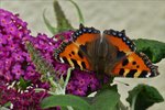 . Kleiner Fuchs zu Besuch auf unserem Schmetterlingsstrauch (Buddleja). 19.08.2016 (Hans)
