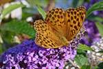 falter-2/566769/dieser-kaisermantel-besucht-am-18072017-unsern Dieser Kaisermantel besucht am 18.07.2017 unsern neu gepflanzten 3 Farbigen Schmetterlingsflieder (Buddleja davidii)in unserem Garten.