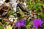 Der Schwalbenschwanz (Papilio machaon) ist ein Schmetterling aus der Familie der Ritterfalter (Papilionidae).