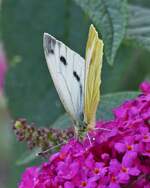 falter-2/746951/rapsweissling-an-der-bluete-des-schmetterlingsstrauches Rapsweißling an der Blüte des Schmetterlingsstrauches in unserem Garten.12.09.2021