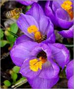 Bieneninvasion bei den Krokussen.
