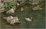  Schaut mal, ist ganz einfach und gar nicht kalt , scheint der junge Schwan seine Geschwister zu sagen um sie ins Wasser zu locken.