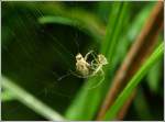 Verschiedenes/213633/--im-netz-der-spinne-- - Im Netz der Spinne - Eine Fliege hat sich in einem Spinnennetz verfangen. Die Spinne ist sofort zur Stelle, der Kampf scheint aussichtslos... 07.08.2012 (Jeanny)