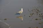 Verschiedenes/292337/ein-zwei-stolzer-seevogel-am-strand Ein (zwei) stolzer Seevogel am Strand von Cadzand am 30.08.2013