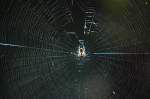 Eine Spinne im Netz, gesehen am 23.09.2009 bei Furth im Wald