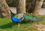 Verschiedenes/420007/-parc-merveilleux-bettembourg---blauer . Parc Merveilleux Bettembourg - Blauer Pfauenhahn. 08.04.2015 (Jeanny)