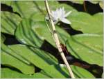 Verschiedenes/442990/im-naturschutzgebiet-la-grangettes-entdeckt-die Im Naturschutzgebiet 'La Grangettes' entdeckt: Die blutrote Heidelibelle
(14.07.2015) 
