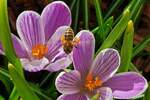 Wildbiene auf Nektarsuche, bei den Krokusblüten in unserem Blumenbeet. (Handyfoto Jeanny) 02.03.2023