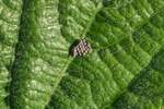 Verschiedenes/819867/ein-insektennest-auf-einem-buschbohnenblatt-in Ein Insektennest auf einem Buschbohnenblatt in unserem Garten. 22.07.2023