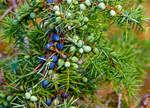   Gemeiner Wacholder (Juniperus communis): Blätter und beerenförmige Zapfen, besser bekannt als Wacholderbeeren (Baccae juniperi, auch Kranewittbeeren) in verschiedenen Reifestadien.
