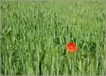 Für einen roten Farbtupfer sorgt diese Mohnblume im Weizenfeld.
(31.05.2023)